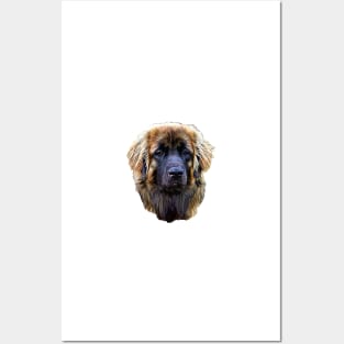 Leonberger Stunning Dog Posters and Art